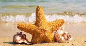 Resultado de imagen de equinodermos