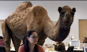 Which geico commercial is the greatest of all time? Talking Camel School Controversy Daily Mail Online