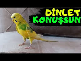 Babacik Babacik Askim Ses Kaydi Gercek Muhabbet Kusundan Dinletkonussun Mp3 Indir Cep Muzik Indir