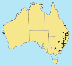 Image result for Cynodon incompletus