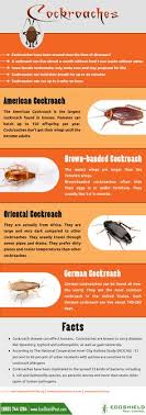 Orkin of wilmington now offers same day service to wilmington residents who call before 2pm. 13 Cockroaches Health Risk Ideas Cockroaches Roaches Pest Control