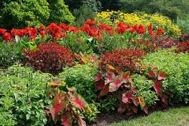 Image result for Euphorbia cotinifolia