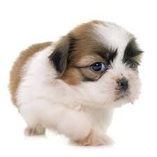 With so many choices, it can seem overwhelming. Best Dog Puppy Food For Shih Tzu In 2021 Goodpuppyfood