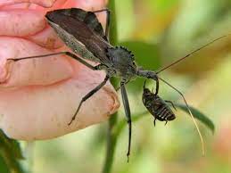 Insect Food Read Biology Ck 12 Foundation