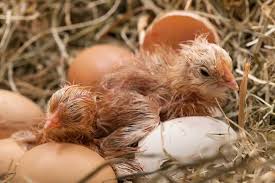 Anyone who eats eggs or chickens have had their part to play in this same thing somehow, it's just. What To Feed Baby Chickens After Hatching A Helpful Guide