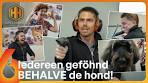Mannen zetten de BOEL OP STELTEN in HONDENSALON ... - YouTube