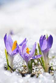 We did not find results for: 12 Best Flowers To Plant For Spring When To Plant Daffodils Tulips Rhododendrons And More
