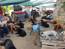 Pet shelters are a wonderful place to resuce a pet. Zarkovica Dog Rescue Review Of Zarkovica Animal Shelter Dubrovnik Croatia Tripadvisor