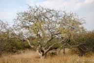 Image result for Commiphora tenuipetiolata