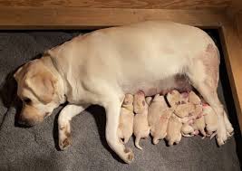 Out of admiral and taffy. Labrador Puppies Rushwind Labradors Border Terriers