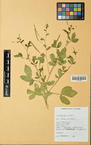 Image result for Cleome aculeata