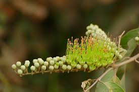 Image result for Combretum sp. A