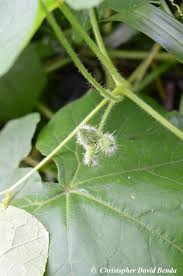 Image result for Sicyos