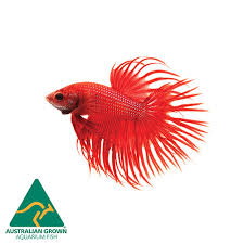 Like other betta fish they are usually very colorful and very easy to keep. Red Crowntail Fighter Online Live Aquarium Fish Fast Delivery Petwave