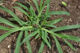 Image result for Dactyloctenium aegyptium