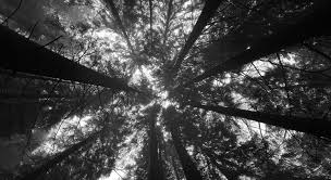 Background forest fog trees aesthetic weird mystical. 37 Black And White Backgrounds Pictures Wallpaper Images Design Trends Premium Psd