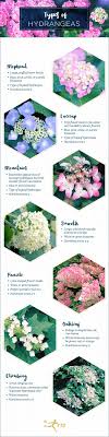 Some hydrangeas change color as they bloom, starting off in one color and finishing blooming in another. Types Of Hydrangeas A Visual Guide Ftd Com