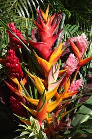 See more ideas about tropical flowers, flowers, hawaiian flowers. Home Page Tropical Flowers Bouquets Of Hawaii