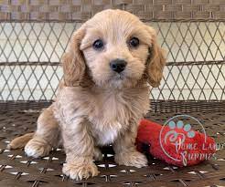 They have low shedding, a sweet, round face with floppy ears. Cavapoo For Sale California Cavapoo Puppies For Sale Under 500