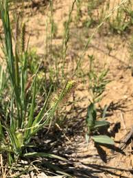 Image result for Setaria parviflora