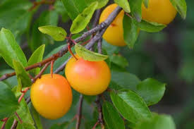 Maybe you would like to learn more about one of these? Mirabelle Plum