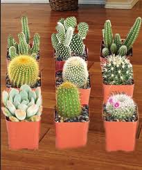 Learn more about the members and physical characteristics of the family. Different Types Of Cactus Cactus Types Types Of Cactus Plants Cactus