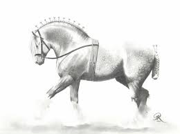 Ted the magnificient Grey Shire Stallion