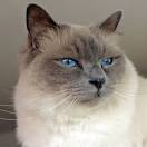 What are the most popular cat breeds in France?