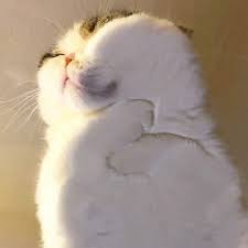54 Funniest Cats To Put You In A Better Mood After A Tough Day Cats Cute Cats And Kittens Cute Cats