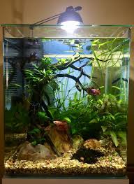 Weibliche Bettas Sind Genauso Aggressiv Wie Mannliche Die Chance Dass Sie I Fresh Water Fish Tank Betta Aquarium Aquarium Design