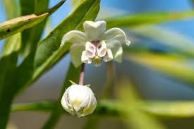 Image result for Gomphocarpus tomentosus