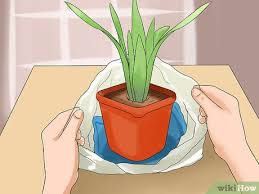 Maybe you would like to learn more about one of these? Ø±ÙŠ Ø§Ù„Ù†Ø¨Ø§ØªØ§Øª ÙˆØ£Ù†Øª Ù…Ø³Ø§ÙØ± Wikihow