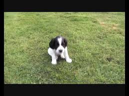 We did not find results for: Black And White Dog Pup Youtube