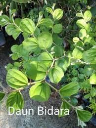 Karakteristik dari pohonnya adalah banyaknya cabang serta kayunya memiliki duri. Pokok Bidara Kampung Berduri Untuk Perubatan Anak Pokok Sekaki Shopee Malaysia