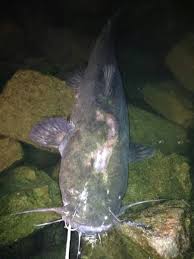 Catfish is just a general name for all catfish, and there are many species of catfish including the channel catfish, the blue catfish, and the bullhead. How Do You Catch Flathead Catfish Skyaboveus