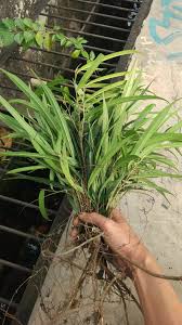 Image result for Ficus pseudomangifera