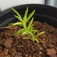 If you're wondering how the propagation turned out on my happy bean plant, have a look at this quick update! Peperomia Ferreyrae Happy Bean In Gardentags Plant Encyclopedia