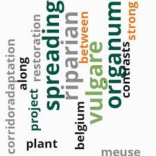 Image result for Chlorophytum burundiense