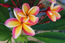 May Lei Day Plumeria Nebles Rainbow Plumeria Plumeria Flowers Hibiscus
