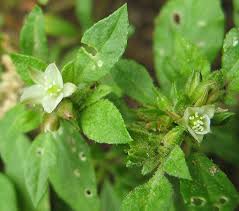 Image result for Glinus lotoides