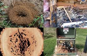 Looking for products to kill outdoor ants around your yard? Ant Inspection How To Find Where Ants Are Coming From