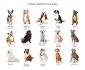 10 Medium-Sized Dog Breeds That Are Great For Families ...