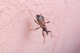 This is a guide about getting rid of tiny biting black bugs. Bugs That Bite At Night Vulcan Termite Pest Control
