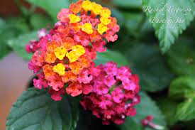 How to take care of flowers in a garden. Easy Low Maintenance Garden Flowers Simplemost