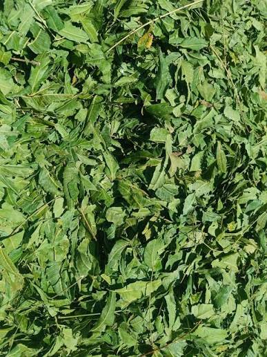 Neem Leaves