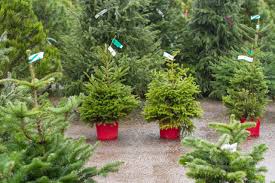 We did not find results for: Pot Grown Nordman Fir Norway Spruce Bolton Christmas Trees