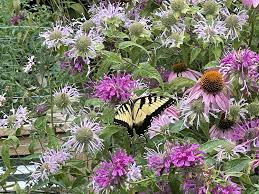 Image result for Monarda didyma