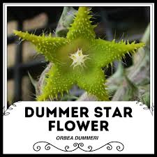 Image result for Orbea dummeri