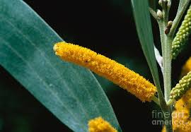 Image result for Acacia auriculiformis