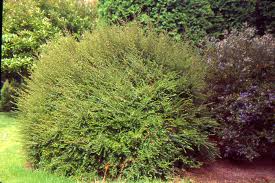 Image result for Lonicera